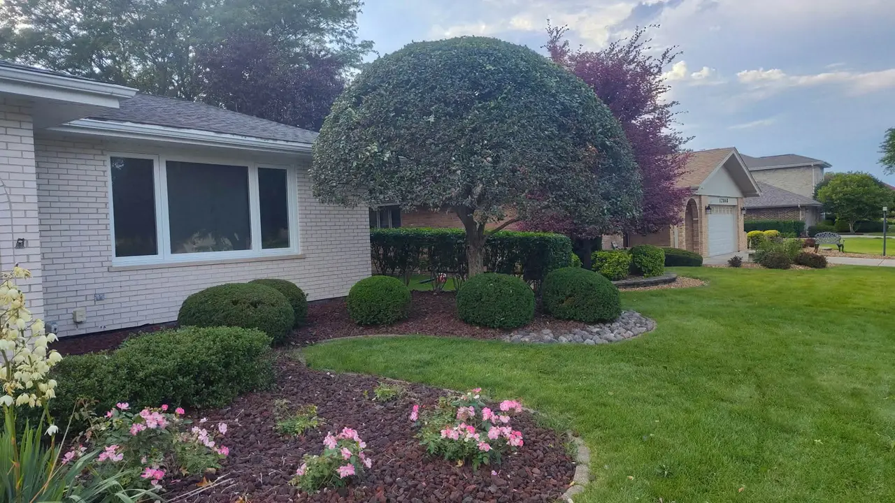 Manicured shade tree, stone-edged mulch beds and rose plantings in a front yard