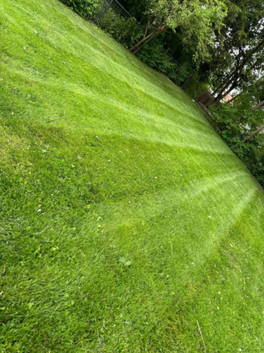 Close view of freshly cut lawn stripes along a tree line
