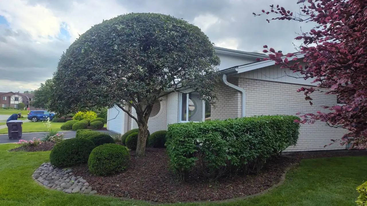 Manicured dome-shaped tree and trimmed hedges in a front landscape bed