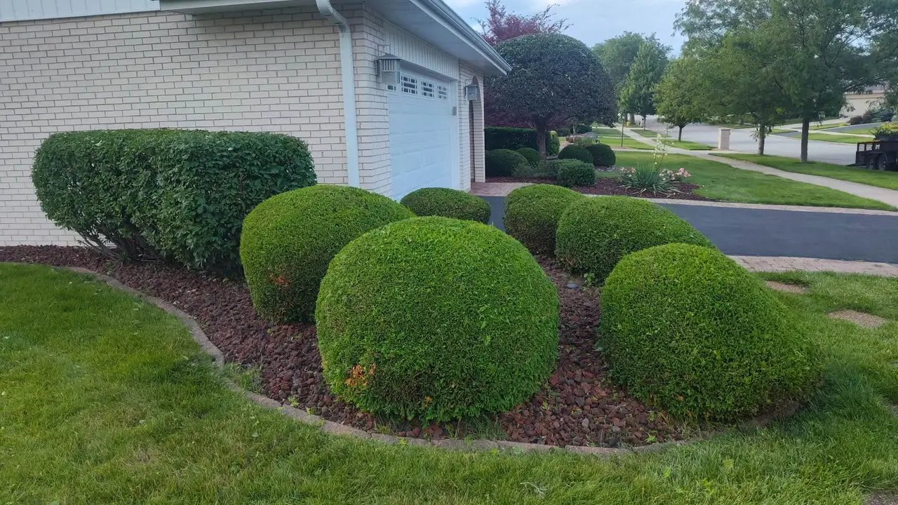 Sculpted boxwood shrubs in a red mulch bed with stone edging