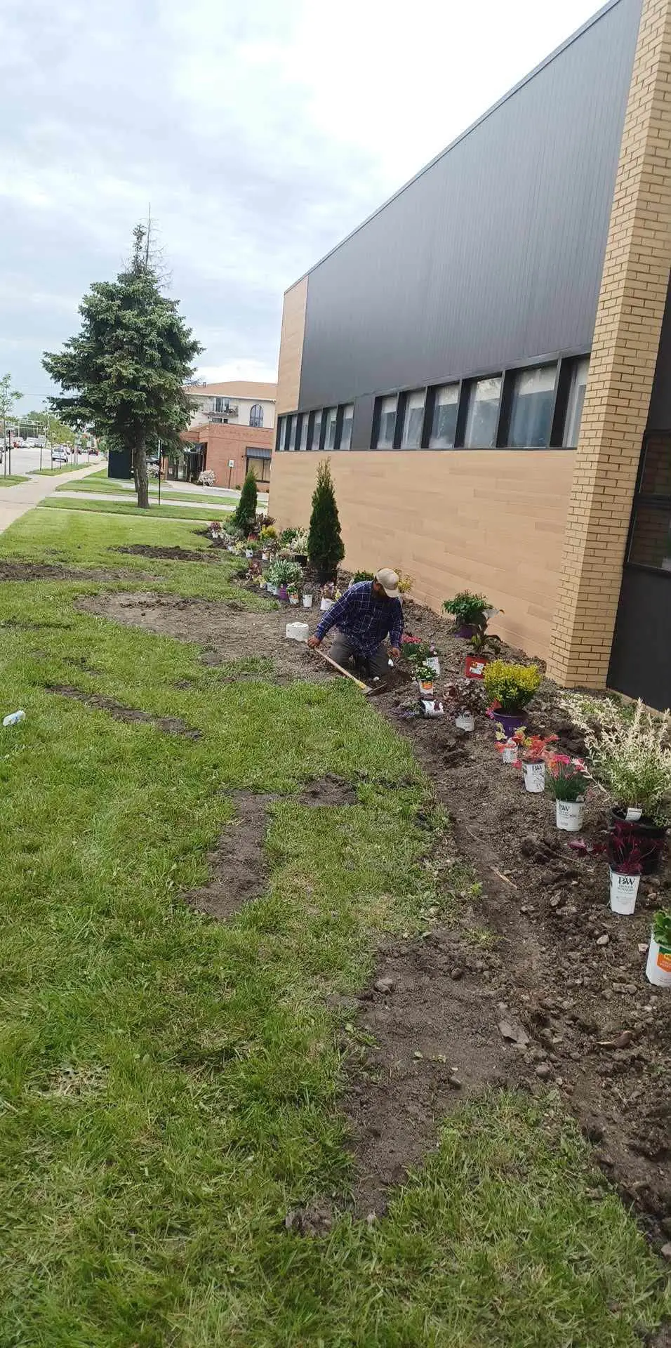 Crew member installing perennials and evergreens along a commercial building